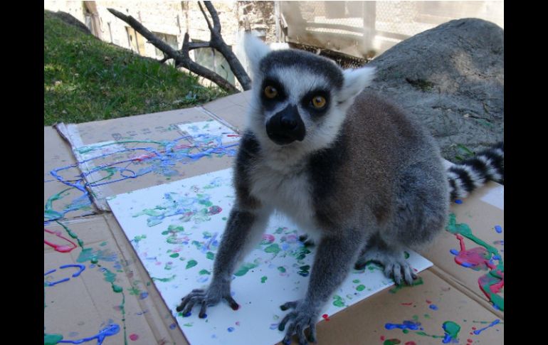 El año pasado, el zoo de Oakland subastó 12 cuadros con los que recaudó casi 10 mil dólares. AP / E. Harrison