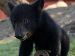 El Oso negro (Ursus americanus) se encuentra enlistado en la categoría de Peligro de extinción. NTX / ARCHIVO