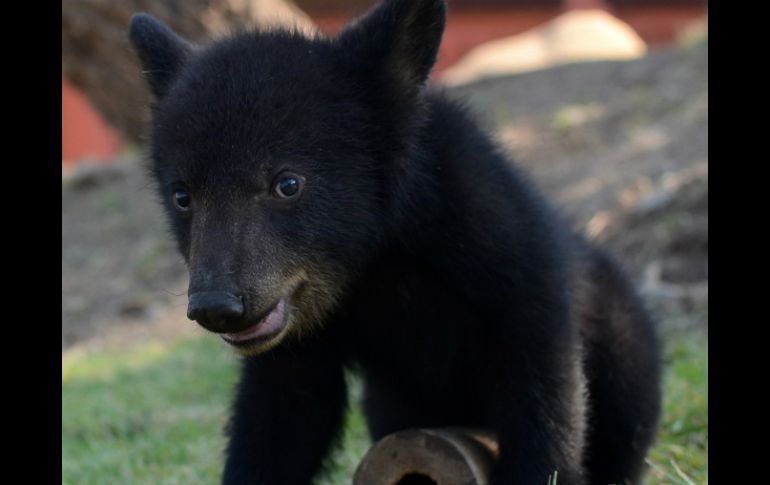 El Oso negro (Ursus americanus) se encuentra enlistado en la categoría de Peligro de extinción. NTX / ARCHIVO