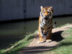 El hombre tenía 20 años de experiencia en el cuidado de predadores en el zoológico. EL INFORMADOR / ARCHIVO