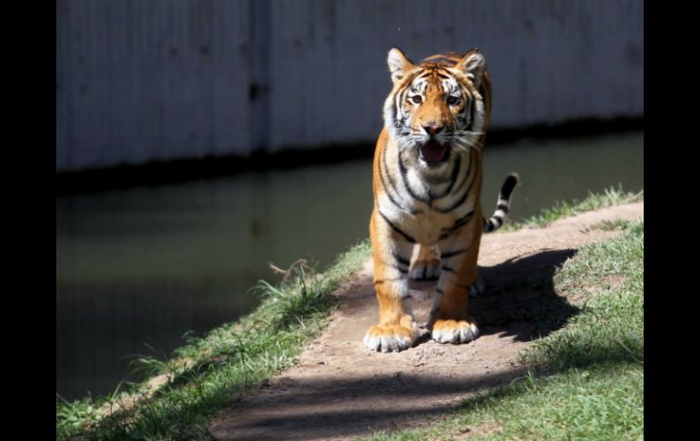 El hombre tenía 20 años de experiencia en el cuidado de predadores en el zoológico. EL INFORMADOR / ARCHIVO