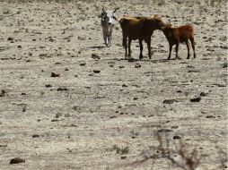 La actividad humana, señalada como factor en el calentamiento acelerado de la Tierra. EL INFORMADOR / A. García