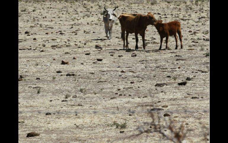 La actividad humana, señalada como factor en el calentamiento acelerado de la Tierra. EL INFORMADOR / A. García