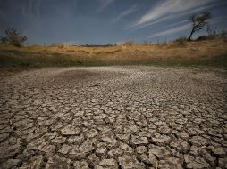 Los mayores sembradíos de soya se encuentran en los municipios de El Mante y González, del civlo agrícola primavera-verano. EL INFORMADOR / Archivo