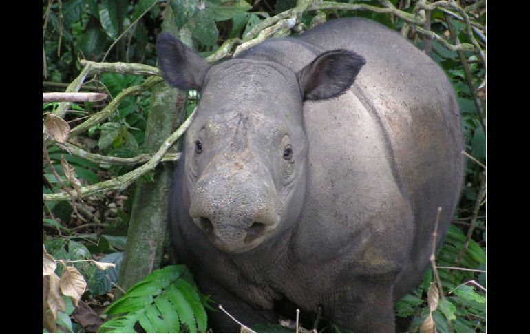 La causa de la disminución catastrófica de la especie es por la caza furtiva para el uso de los cuernos en medicina tradicional. AFP / ARCHIVO