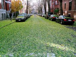 Se caracteriza por ser la época en que las temperaturas son más frescas y las hojas caen de los árboles, que se renuevan en primavera. EL INFORMADOR / ARCHIVO