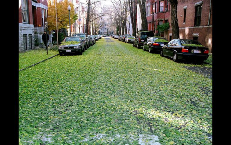 Se caracteriza por ser la época en que las temperaturas son más frescas y las hojas caen de los árboles, que se renuevan en primavera. EL INFORMADOR / ARCHIVO