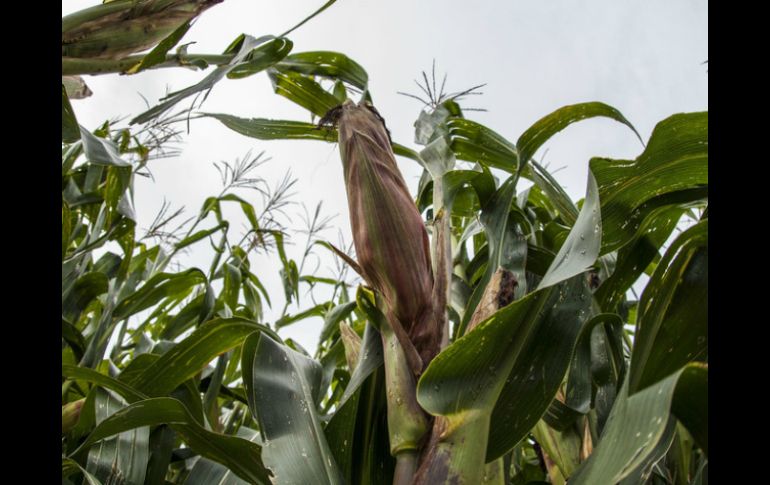 Gobierno tiene gran interés en aumentar la exportación de productos agropecuarios con China. EL INFORMADOR / ARCHIVO