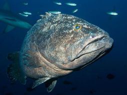 En las Kermadec viven muchas especies en peligro, entre ellas varias especies de ballenas y delfines, tortugas marinas y pez espada. AFP / M. Francis