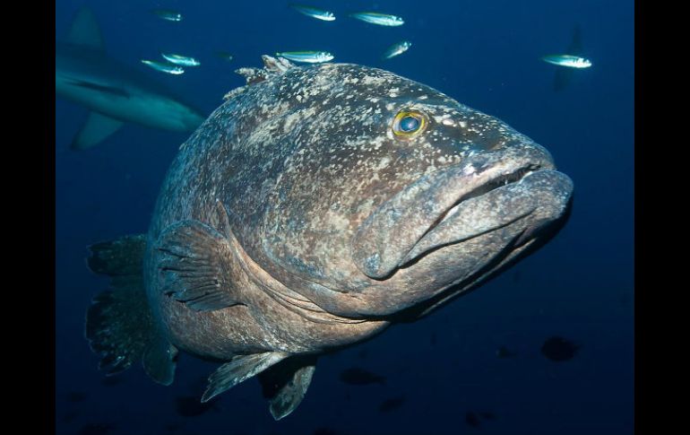 En las Kermadec viven muchas especies en peligro, entre ellas varias especies de ballenas y delfines, tortugas marinas y pez espada. AFP / M. Francis