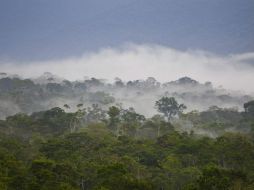 Las siete zonas petroleras ofertadas en la Amazonia podrían tener impacto en 19 tierras indígenas. EFE / ARCHIVO