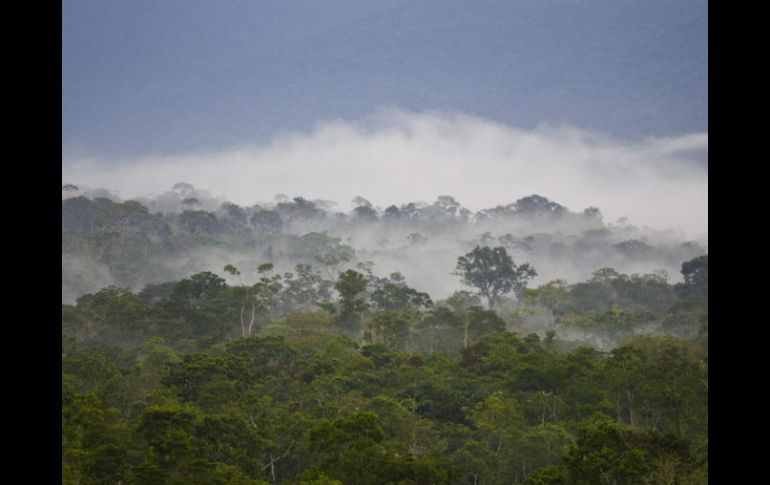 Las siete zonas petroleras ofertadas en la Amazonia podrían tener impacto en 19 tierras indígenas. EFE / ARCHIVO