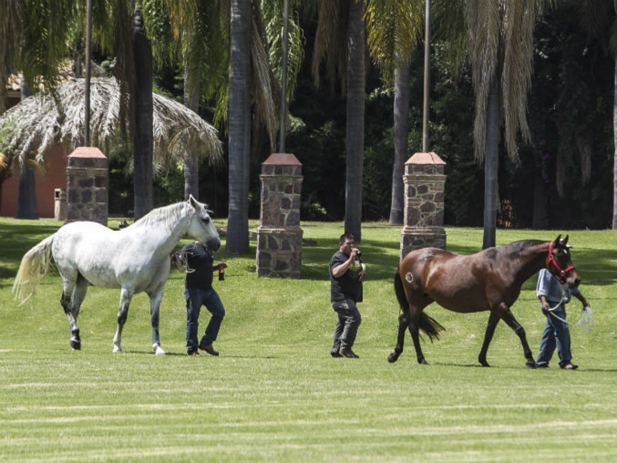 Arranca la feria del caballo español | El Informador