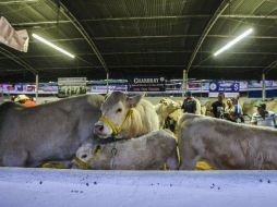 La Expo Ganadera se realizará del 8 de octubre al 2 de noviembre. EL INFORMADOR / ARCHIVO