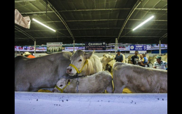 La Expo Ganadera se realizará del 8 de octubre al 2 de noviembre. EL INFORMADOR / ARCHIVO