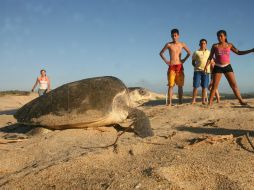 El programa de promoción 'Preservación de la tortuga marina' es un producto turístico sostenible. EL INFORMADOR / ARCHIVO