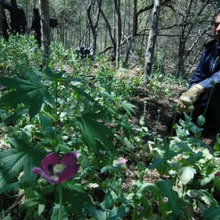Cultivo de Amapola aumentó en México: DEA