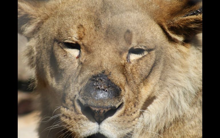 El animal será diseccionado el jueves para coincidir con el receso otoñal de las escuelas. AP / ARCHIVO