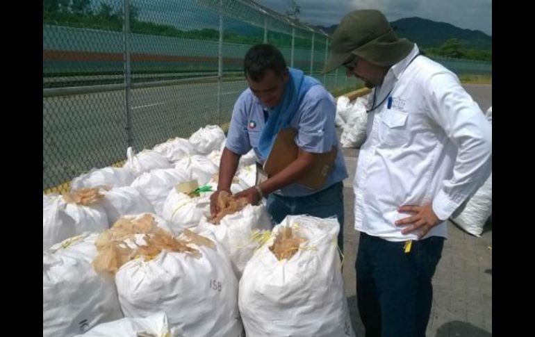 También aseguraron 529 kilogramos de vejigas natatorias del pez curvina. TWITTER / @PROFEPA_Mx