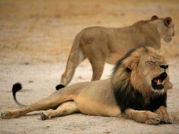 La muerte de Cecil causó consternación internacional frente a la caza mayor que se practica en algunos países africanos. EFE / ARCHIVO