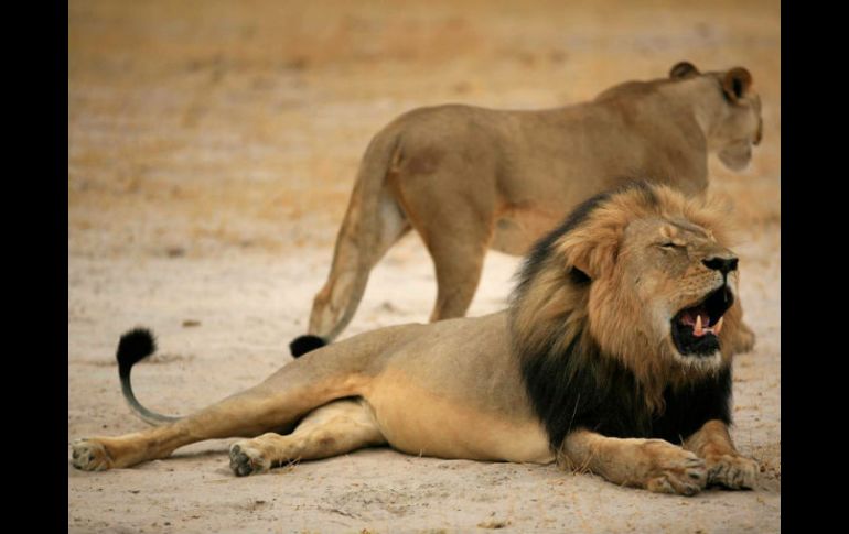 La muerte de Cecil causó consternación internacional frente a la caza mayor que se practica en algunos países africanos. EFE / ARCHIVO