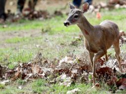 En un estudio de la Universidad James Cook, se examinó por primera vez la adaptación de los animales a los cambios ambientales. EL INFORMADOR / ARCHIVO