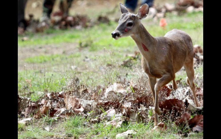 En un estudio de la Universidad James Cook, se examinó por primera vez la adaptación de los animales a los cambios ambientales. EL INFORMADOR / ARCHIVO