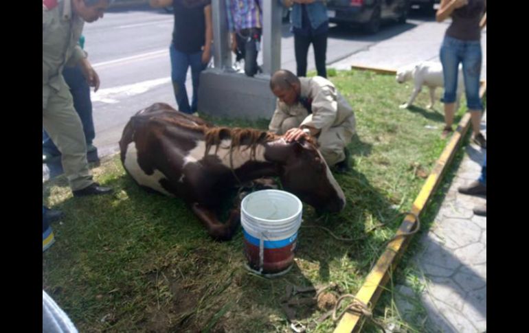 El animal que fue usado durante la Romería fue abandonado sobre avenida Vallarta. FACEBOOK / Enrique Aubry