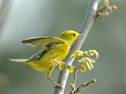 Las aves además sufren de la caza furtiva, y en Europa, se les destina a la cocina, donde son realmente codiciadas por chefs gourmet. EL INFORMADOR / ARCHIVO