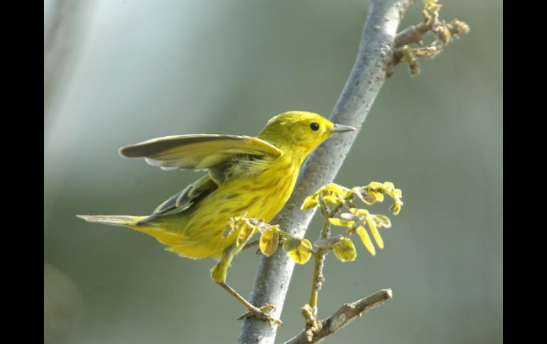 Las aves además sufren de la caza furtiva, y en Europa, se les destina a la cocina, donde son realmente codiciadas por chefs gourmet. EL INFORMADOR / ARCHIVO