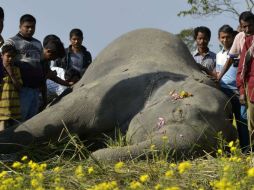 En las últimas semanas 40 elefantes han sido intoxicados con cianuro en los alrededores del Parque Nacional de Hwange. EFE / ARCHIVO