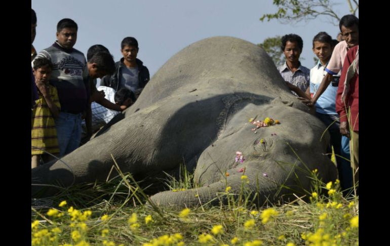 En las últimas semanas 40 elefantes han sido intoxicados con cianuro en los alrededores del Parque Nacional de Hwange. EFE / ARCHIVO