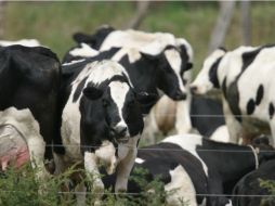 México tiene vocación ganadera y es importante prevenir que las enfermedades con vacunas y antibióticos eficaces. EL INFORMADOR / ARCHIVO