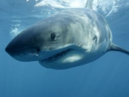 Los ataques de tiburones fueron reportados en la isla de Oahu. AP / ARCHIVO