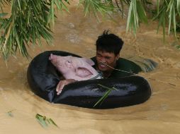 Un residente filipino rescate a un cerdo de una fuerte inundación en su localidad. AP / B. Marquez