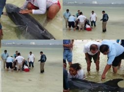 El hallazgo del delfín se reportó a las 10:00 horas en la Playa Langosta y movilizó a inspectores de la Profepa. TWITTER / @ZOFEMATBJ