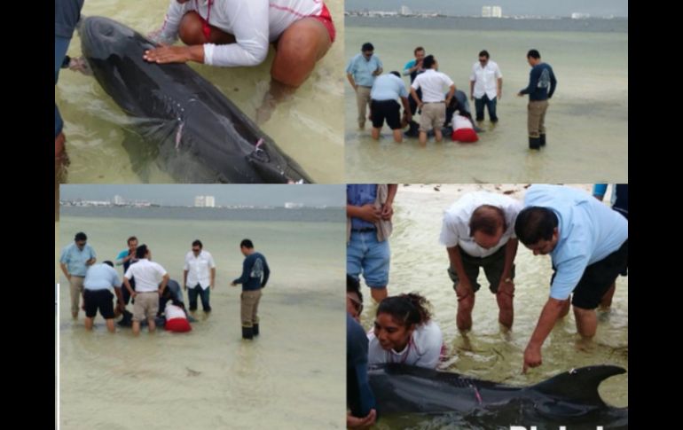 El hallazgo del delfín se reportó a las 10:00 horas en la Playa Langosta y movilizó a inspectores de la Profepa. TWITTER / @ZOFEMATBJ