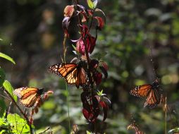 La existencia de estos insectos se ha reducido en todo Estados Unidos presa del desarrollo y pesticidas. NTX / ARCHIVO