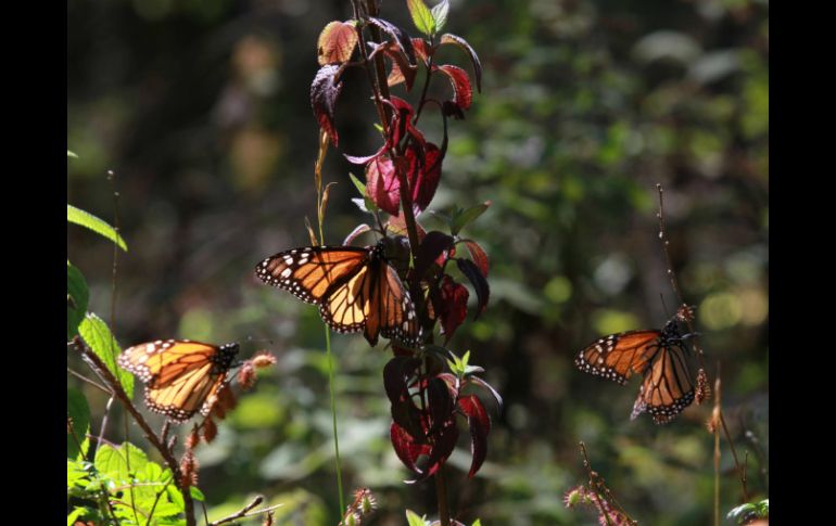 La existencia de estos insectos se ha reducido en todo Estados Unidos presa del desarrollo y pesticidas. NTX / ARCHIVO