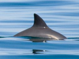 Destacan los avances en los avistamientos de la Vaquita. AP / ARCHIVO