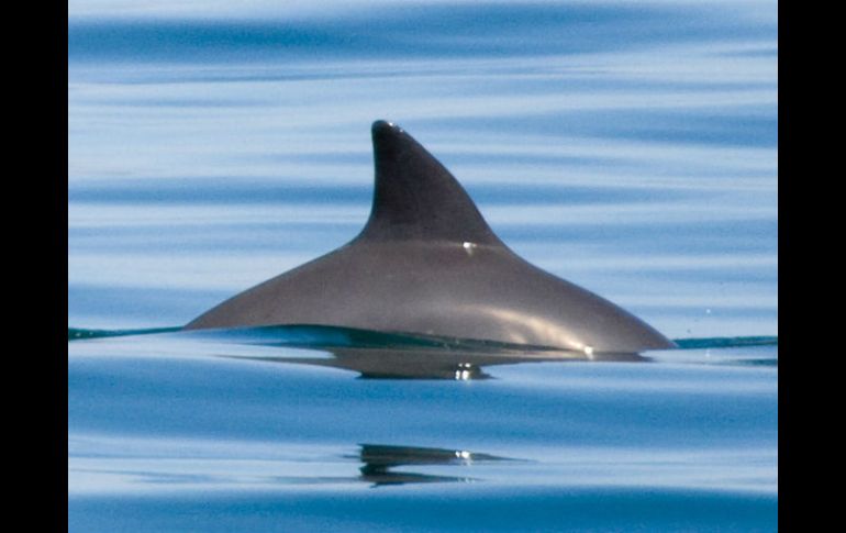 Destacan los avances en los avistamientos de la Vaquita. AP / ARCHIVO