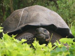 La identificación se esta nueva especie aumentará los esfuerzos para proteger y restaurar la población de tortugas. TWITTER / @parquegalapagos