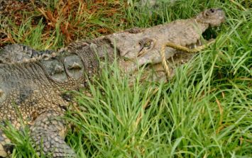 Cocodrilos se cuidan con uno de sus ojos mientras duermen | El Informador