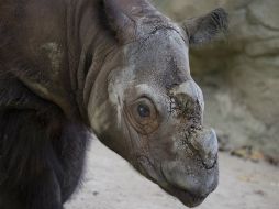 La existencia de ''rinocerontes peludos'' de dos cuernos, ha caído 90 por ciento desde mediados de la década de 1980. AP / J. Minchillo