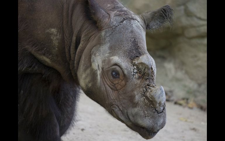 La existencia de ''rinocerontes peludos'' de dos cuernos, ha caído 90 por ciento desde mediados de la década de 1980. AP / J. Minchillo