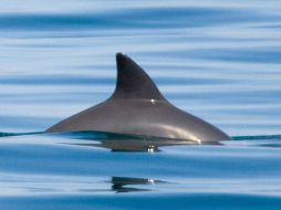 Es la marsopa más pequeña del mundo y se encuentra en peligro de extinción, su pesca está prohibida en el Golfo de California. AP / ARCHIVO