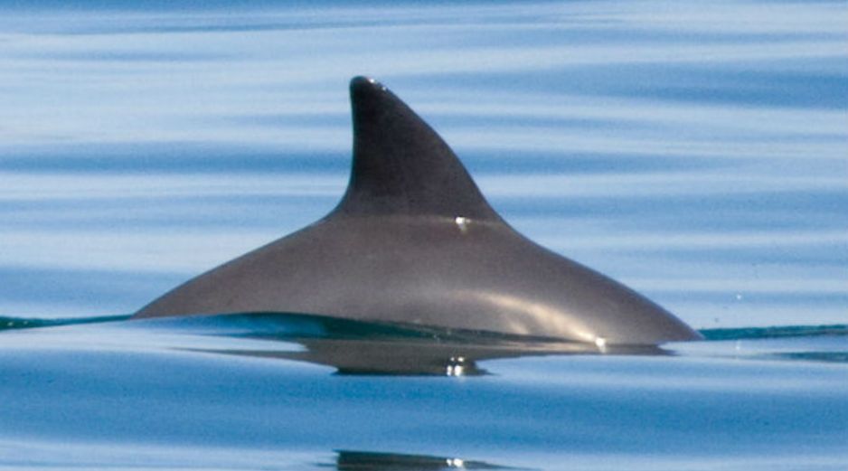 Es la marsopa más pequeña del mundo y se encuentra en peligro de extinción, su pesca está prohibida en el Golfo de California. AP / ARCHIVO