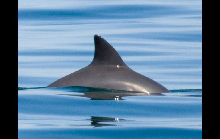 Es la marsopa más pequeña del mundo y se encuentra en peligro de extinción, su pesca está prohibida en el Golfo de California. AP / ARCHIVO