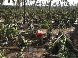 Confirman que más de siete mil hectáreas de cultivos como plátano, piña, papaya, caña y maíz fueron afectadas tras el paso del huracán. EFE / J. Núñez