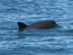 Científicos documentaron ya avistamiento de vaquitas en la zona. ESPECIAL / Presidencia de la República